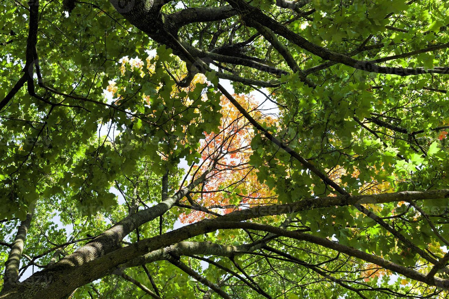 aceri durante l'autunno foto