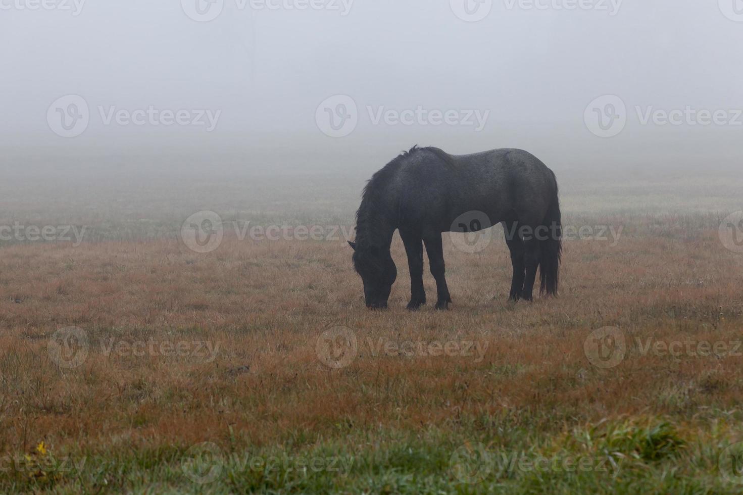 un cavallo nero che cammina nella nebbia foto