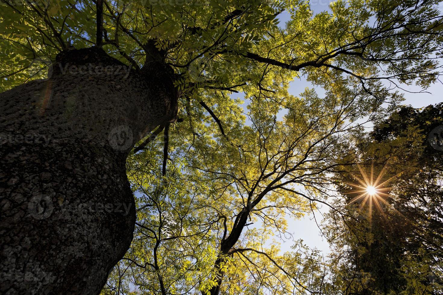 alberi decidui colorati nella foresta in autunno foto