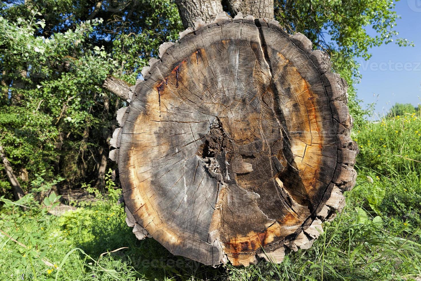 anelli annuali su un albero segato foto