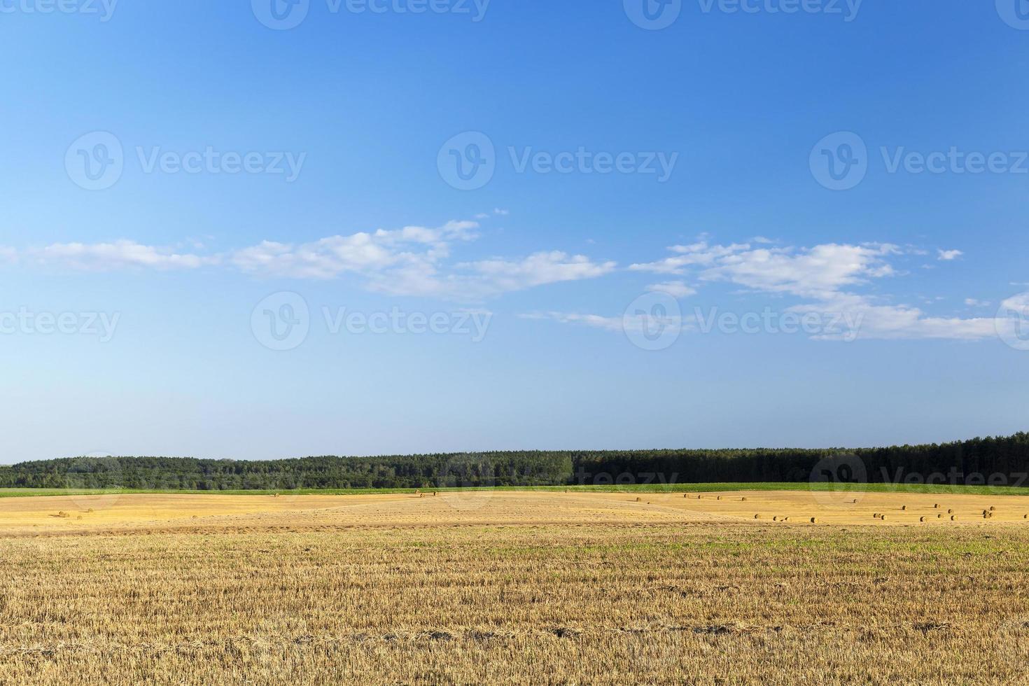 campo agricolo e cielo blu foto