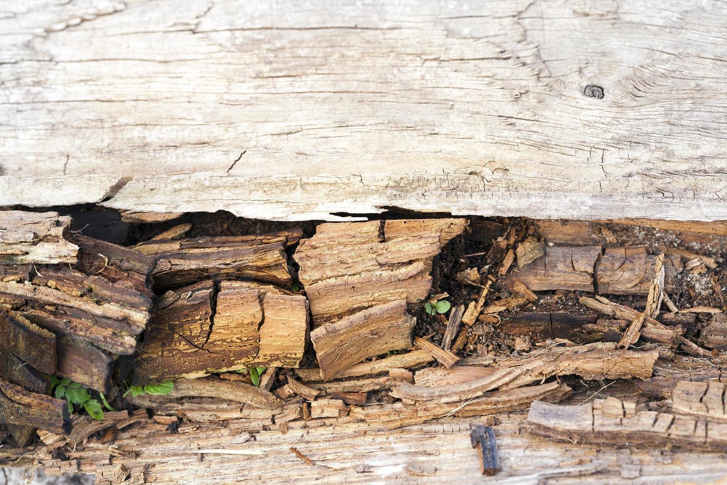 la distruzione del legno dall'umidità foto