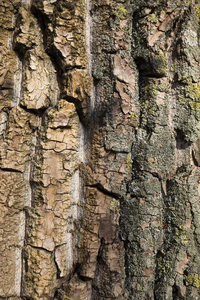 albero di corteccia, primo piano foto