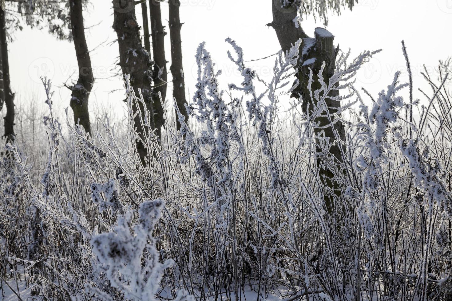 bellissimo paesaggio invernale foto