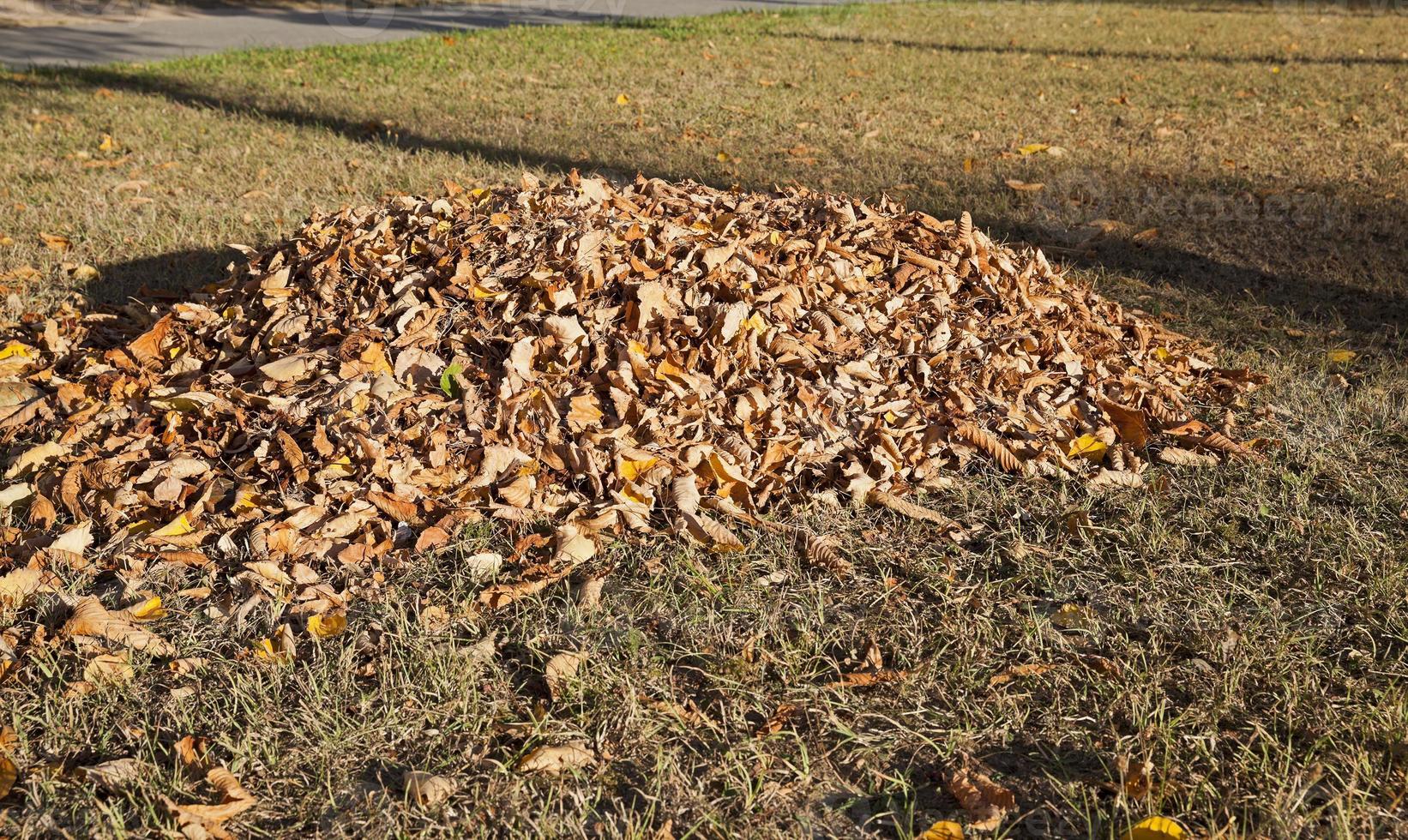 fogliame su erba, autunno foto