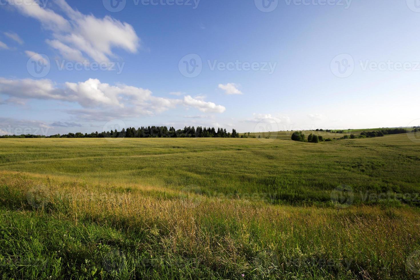 erba verde acerba foto