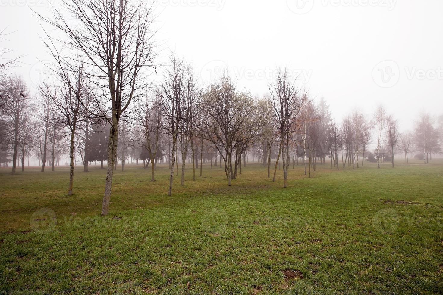 parco autunnale. mattina foto