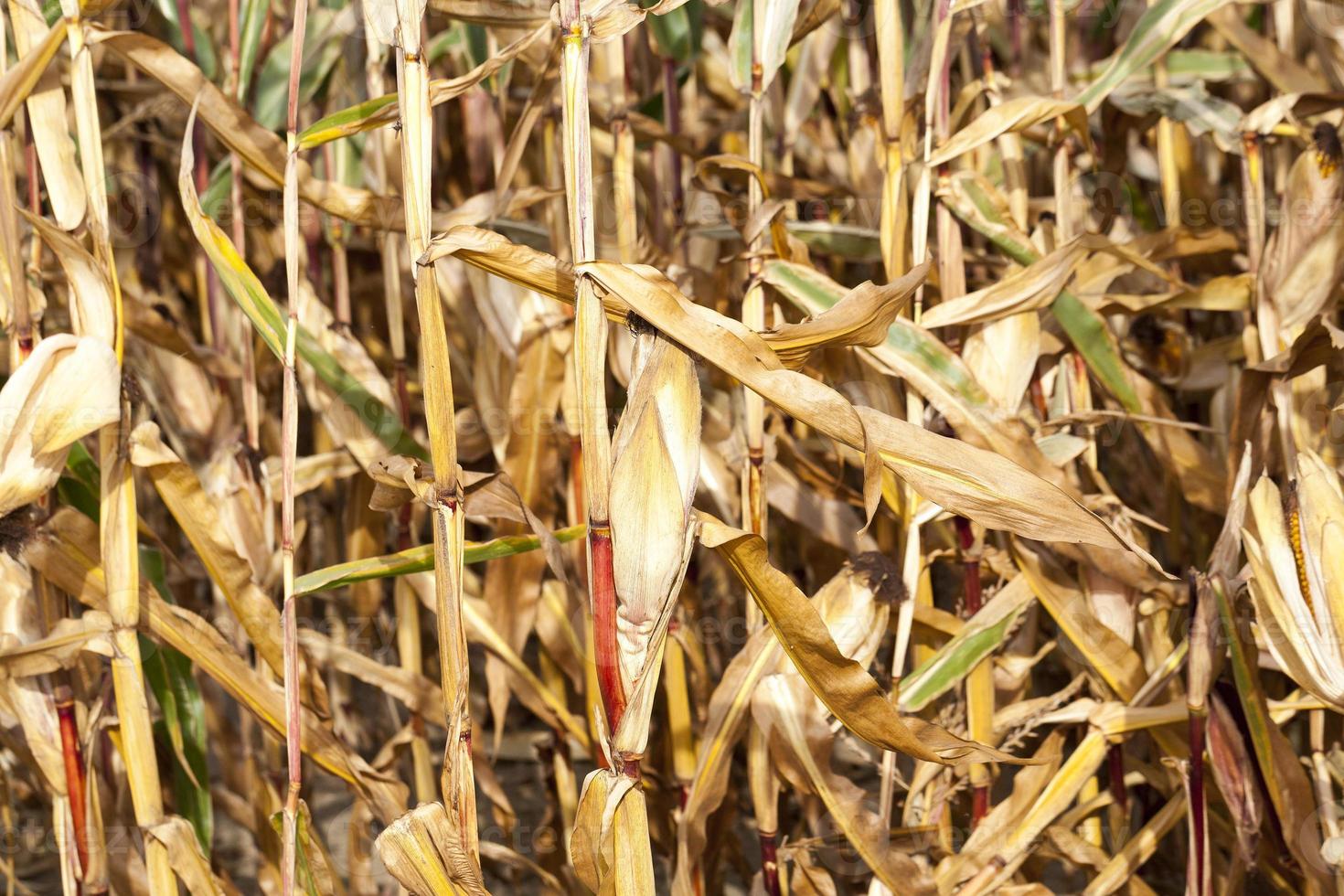 mais in un campo agricolo foto