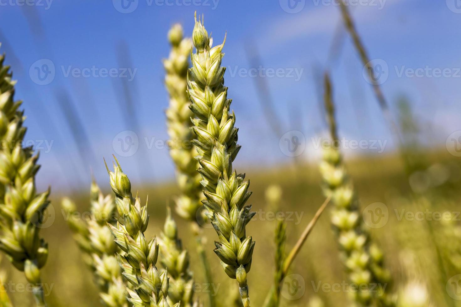 spighe di segale verdi foto