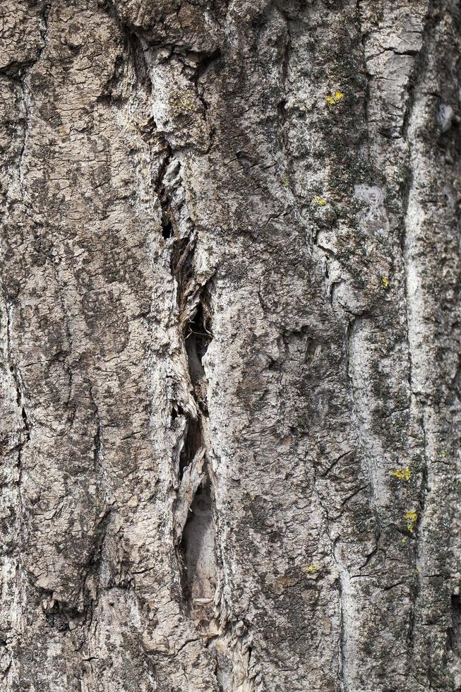 tronco d'albero in decomposizione foto