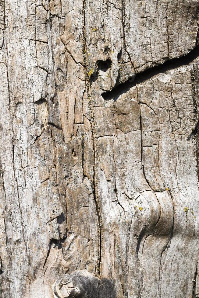 albero vecchio e secco foto