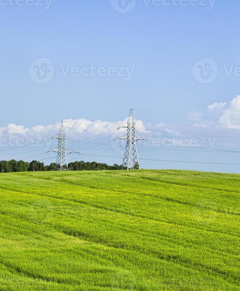 grano giovane germogliato foto