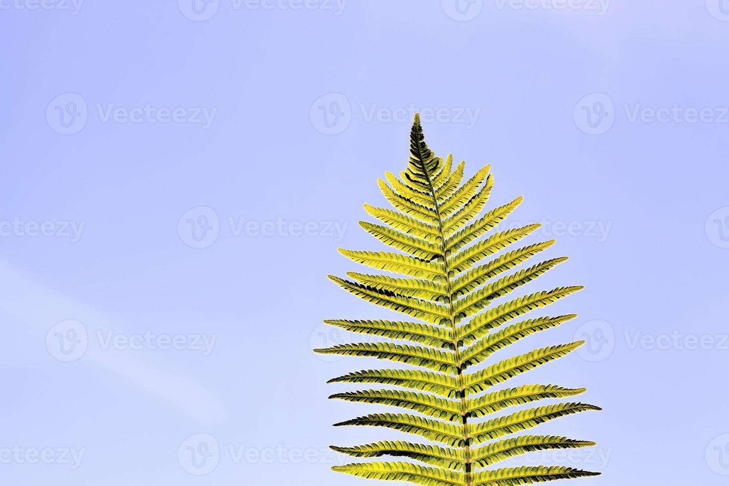 felce con una foglia verde foto