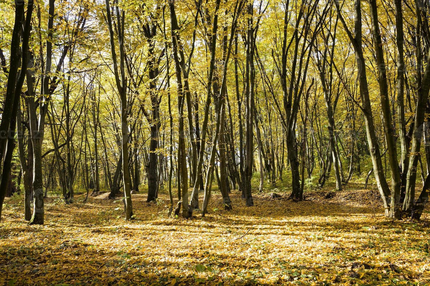 alberi a foglie caduche in autunno foto