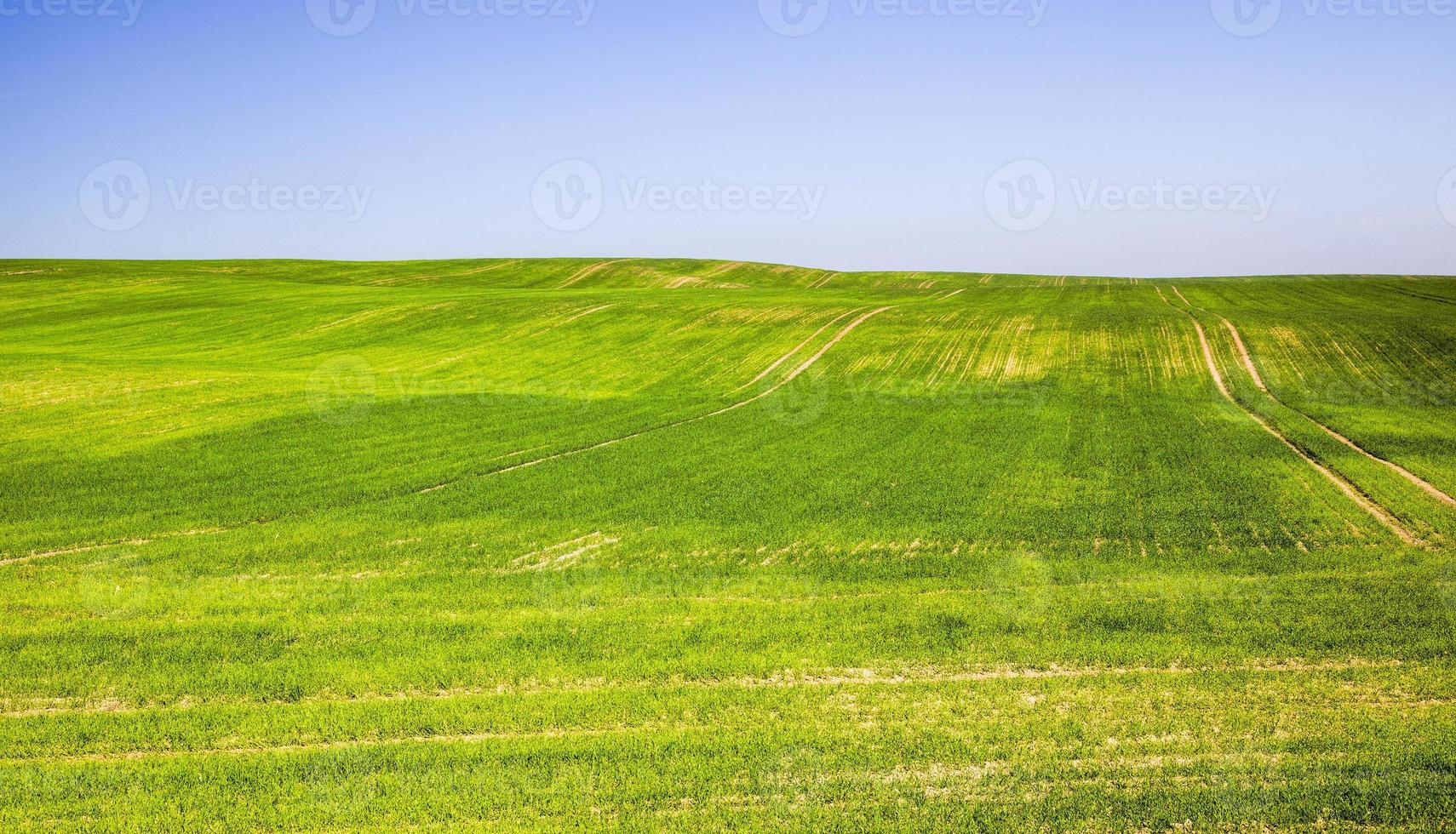 germogliato erba giovane verde foto