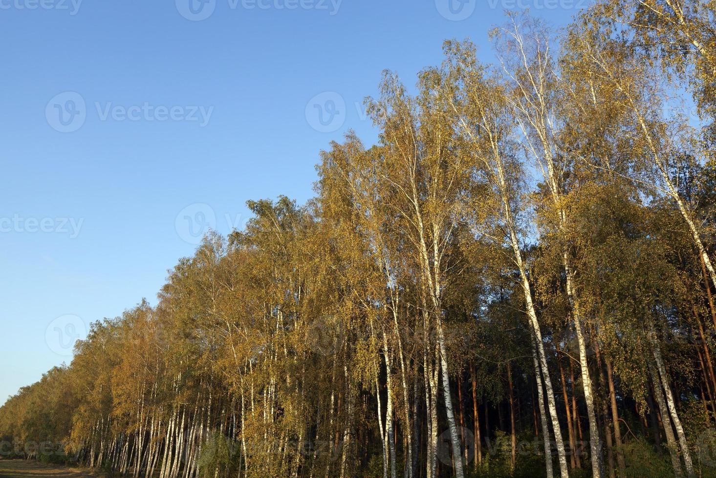 alberi a foglie caduche in autunno foto