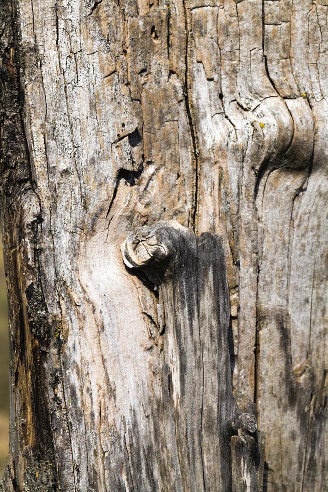 albero vecchio e secco foto