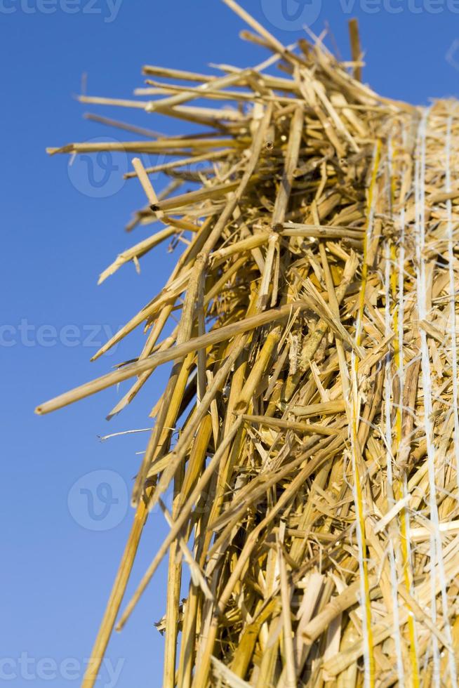 pile di paglia di grano foto