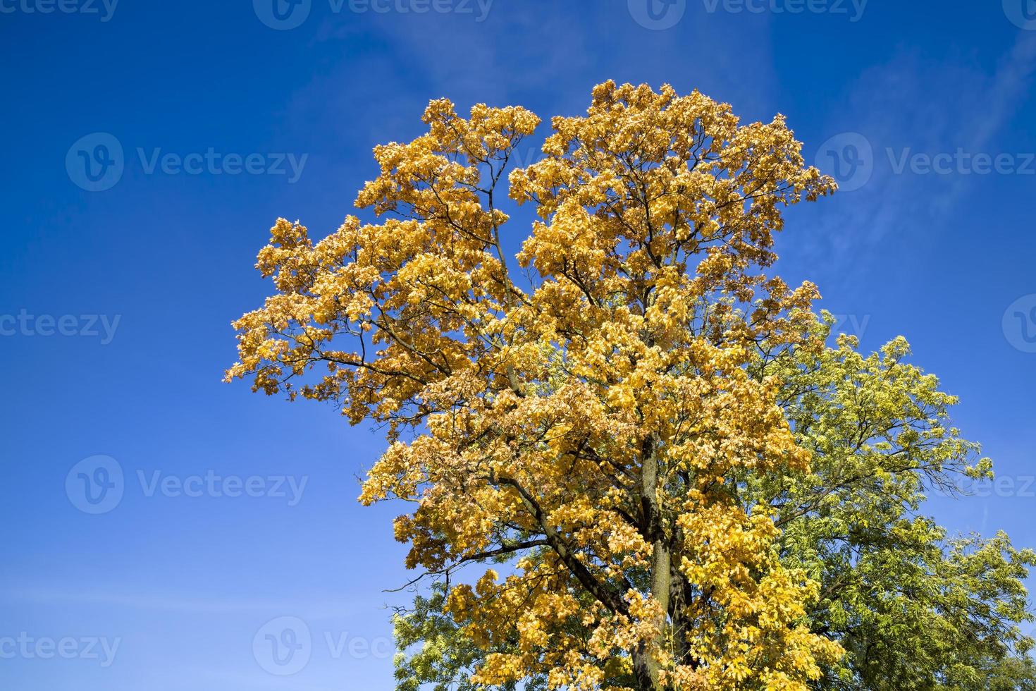 acero giallo, primo piano foto