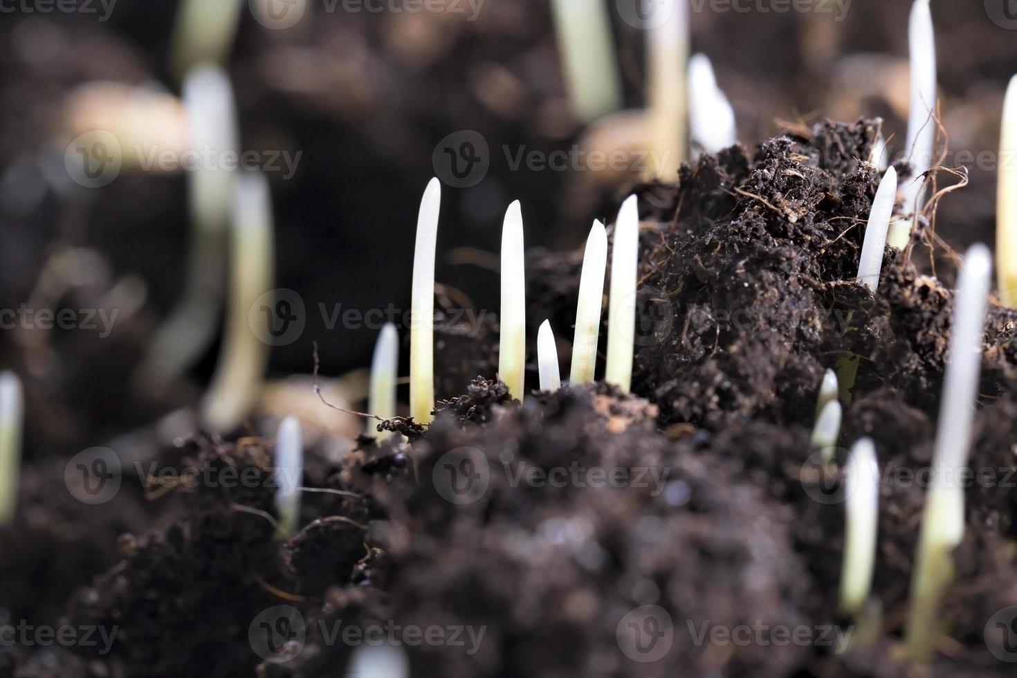 germogliato erba giovane verde foto