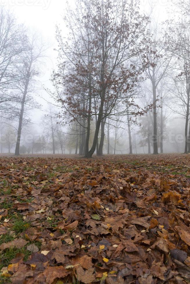 stagione autunnale, parco foto