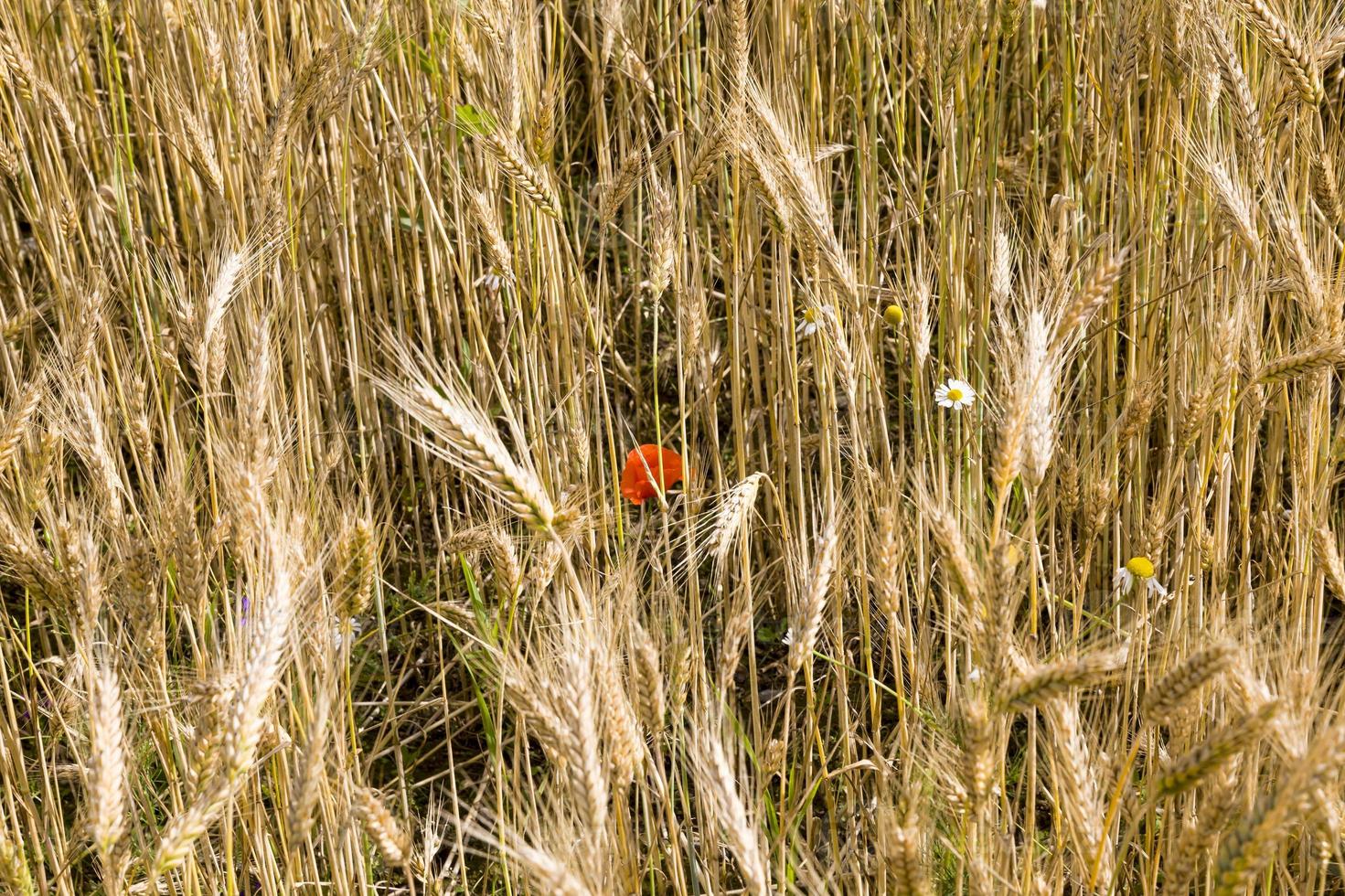 campi agricoli con papaveri foto