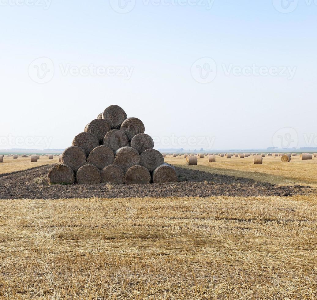 paglia nel campo foto