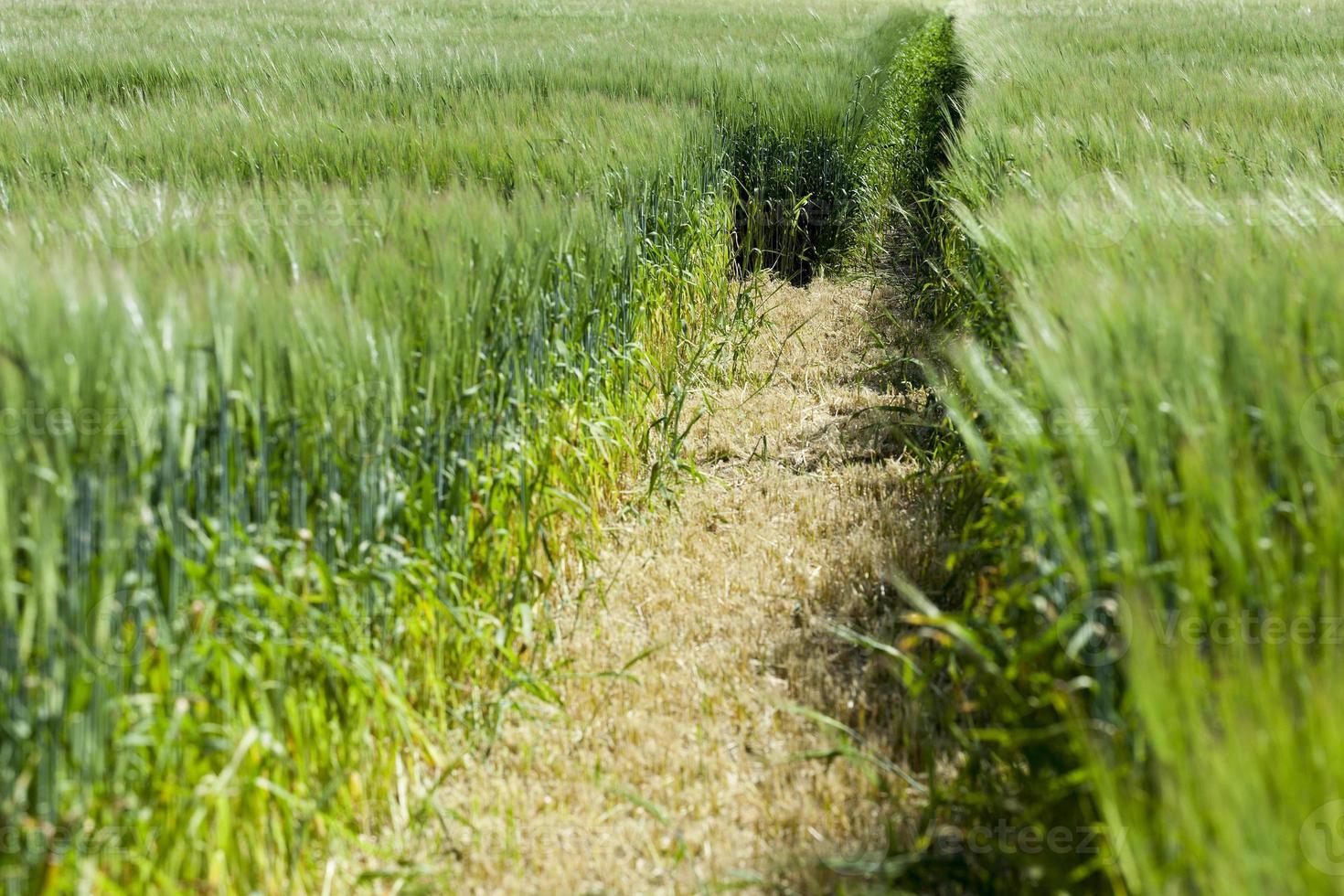 cereali verdi, primo piano foto