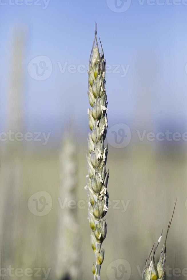 spighe di grano acerbe foto