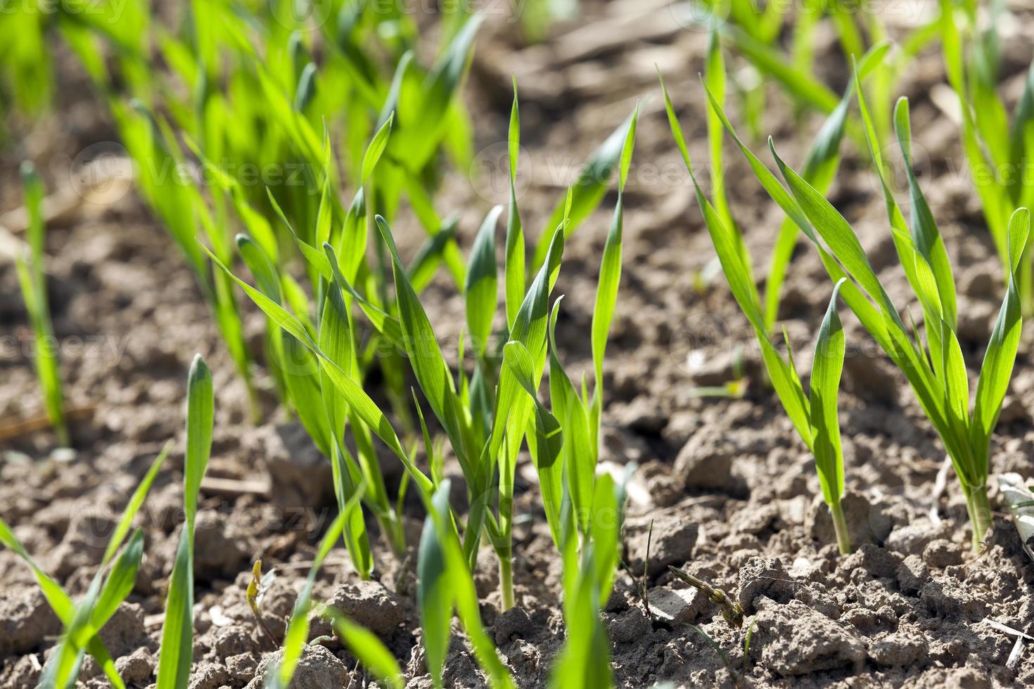 campo di cereali in primavera foto