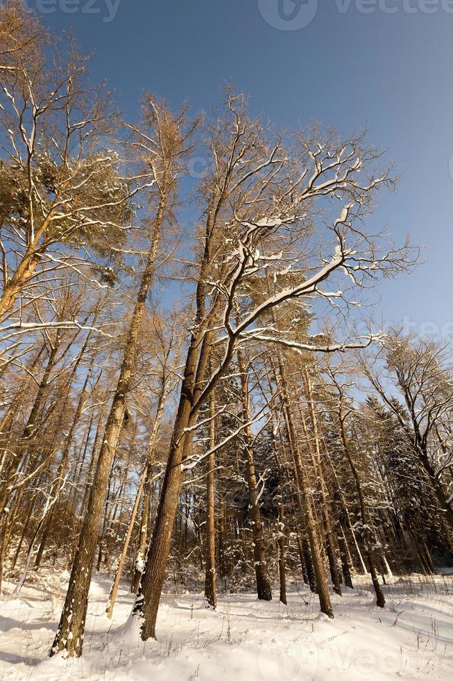 alberi in inverno foto