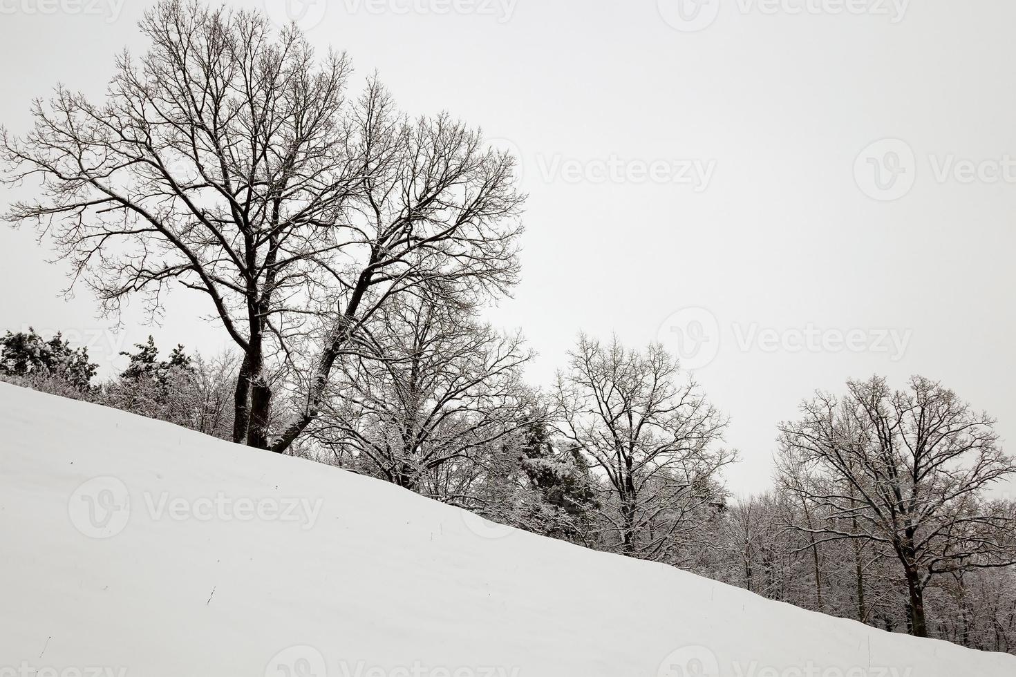 alberi nella foresta nella stagione invernale foto