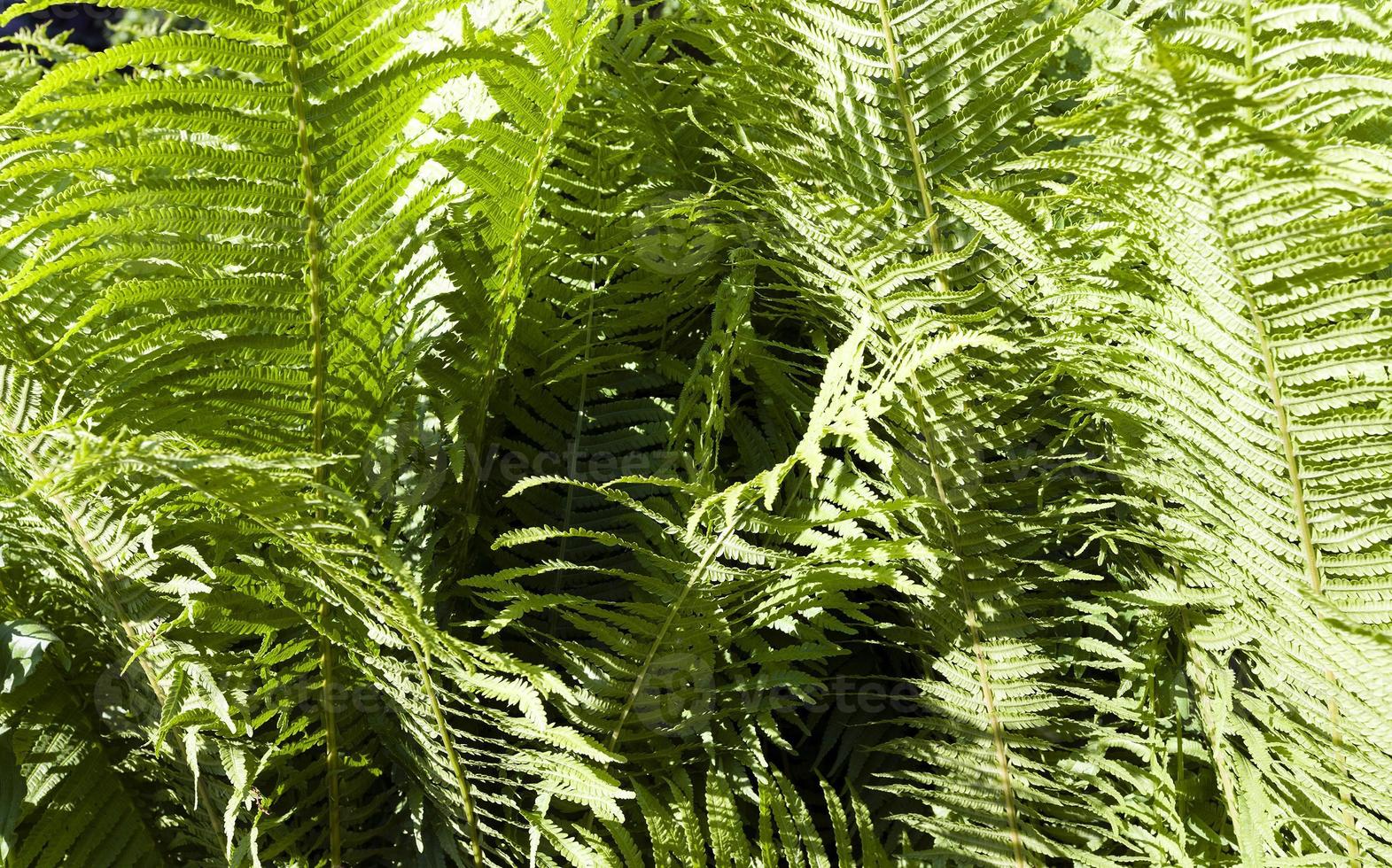 felce verde da vicino foto