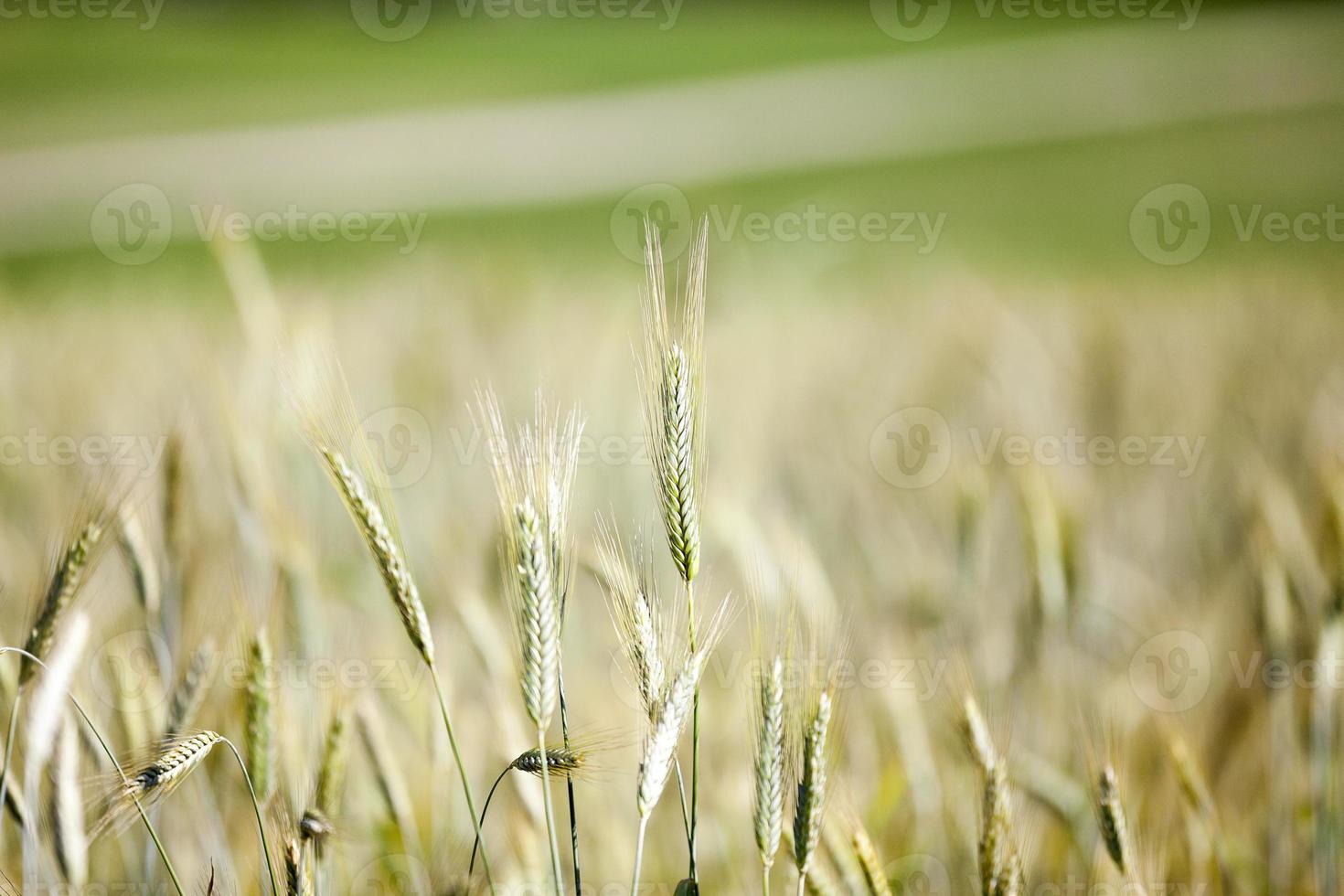 cereali verdi, primo piano foto