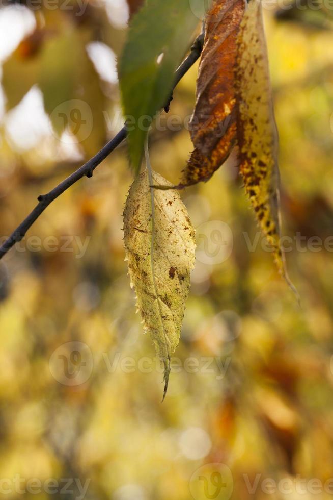 stagione autunnale, primo piano foto