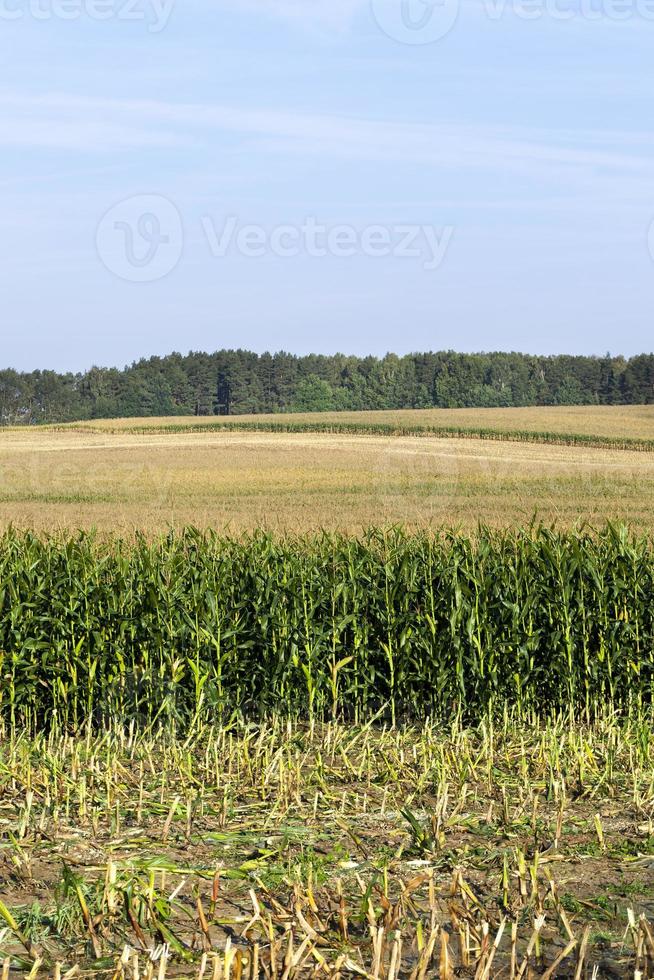 paesaggio estivo, primo piano foto