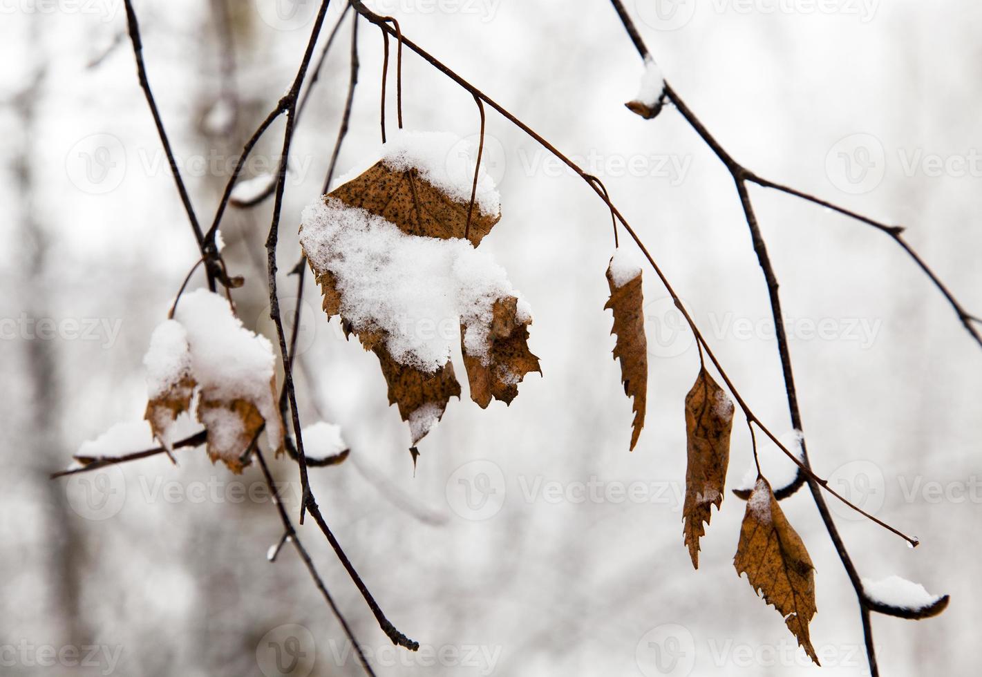 inverno - alberi coperti di neve. stagione invernale foto