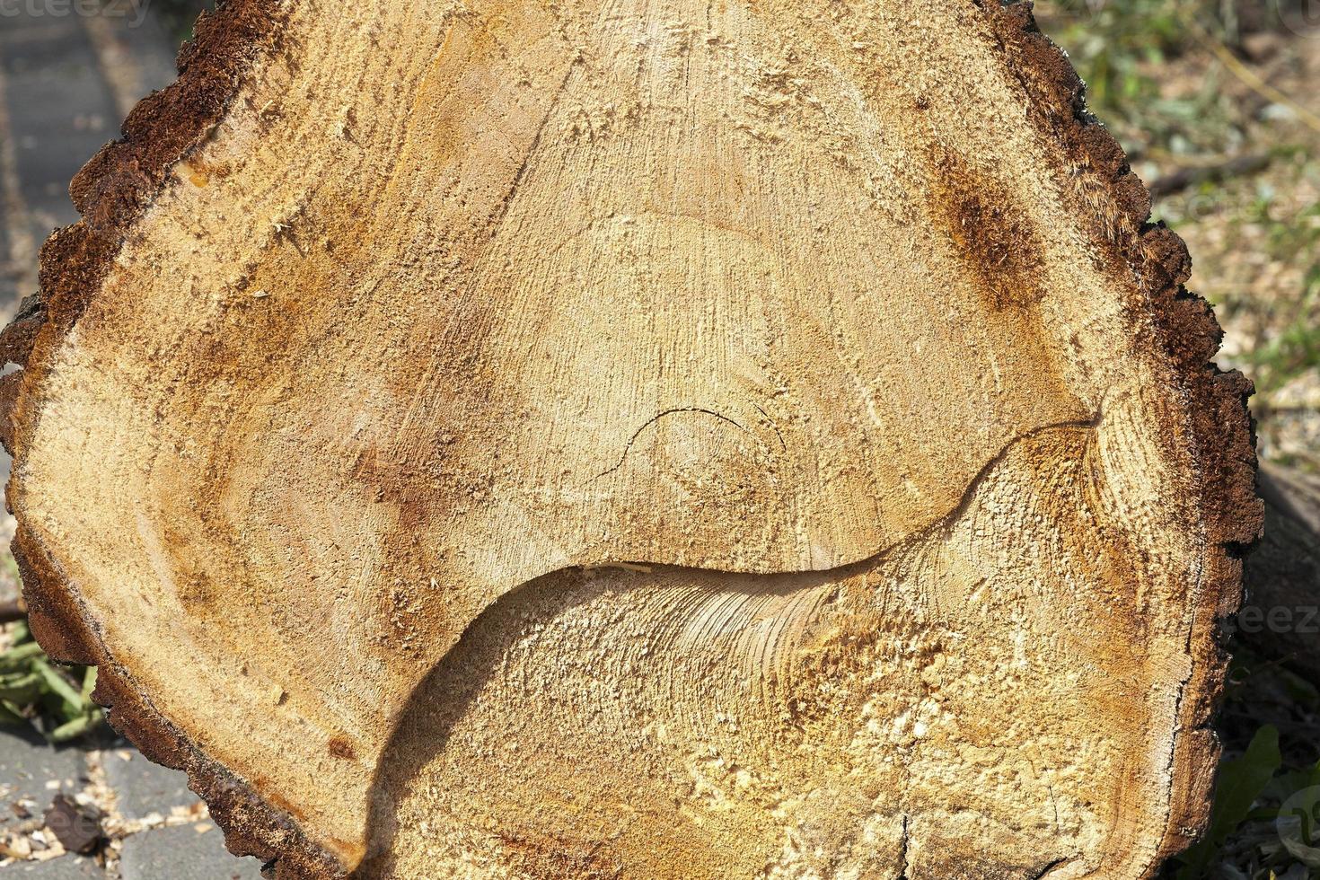 vecchio tronco d'albero foto