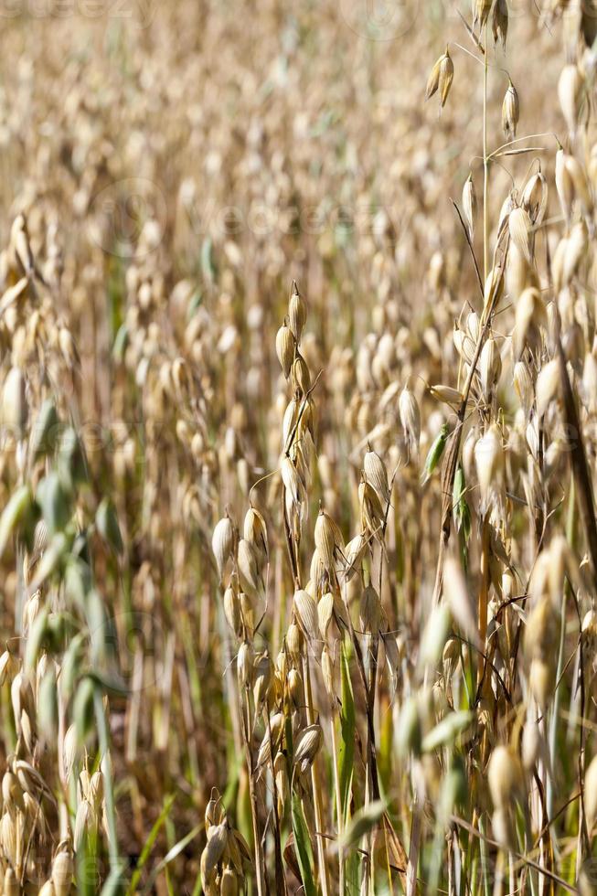 campo agricolo, primo piano foto