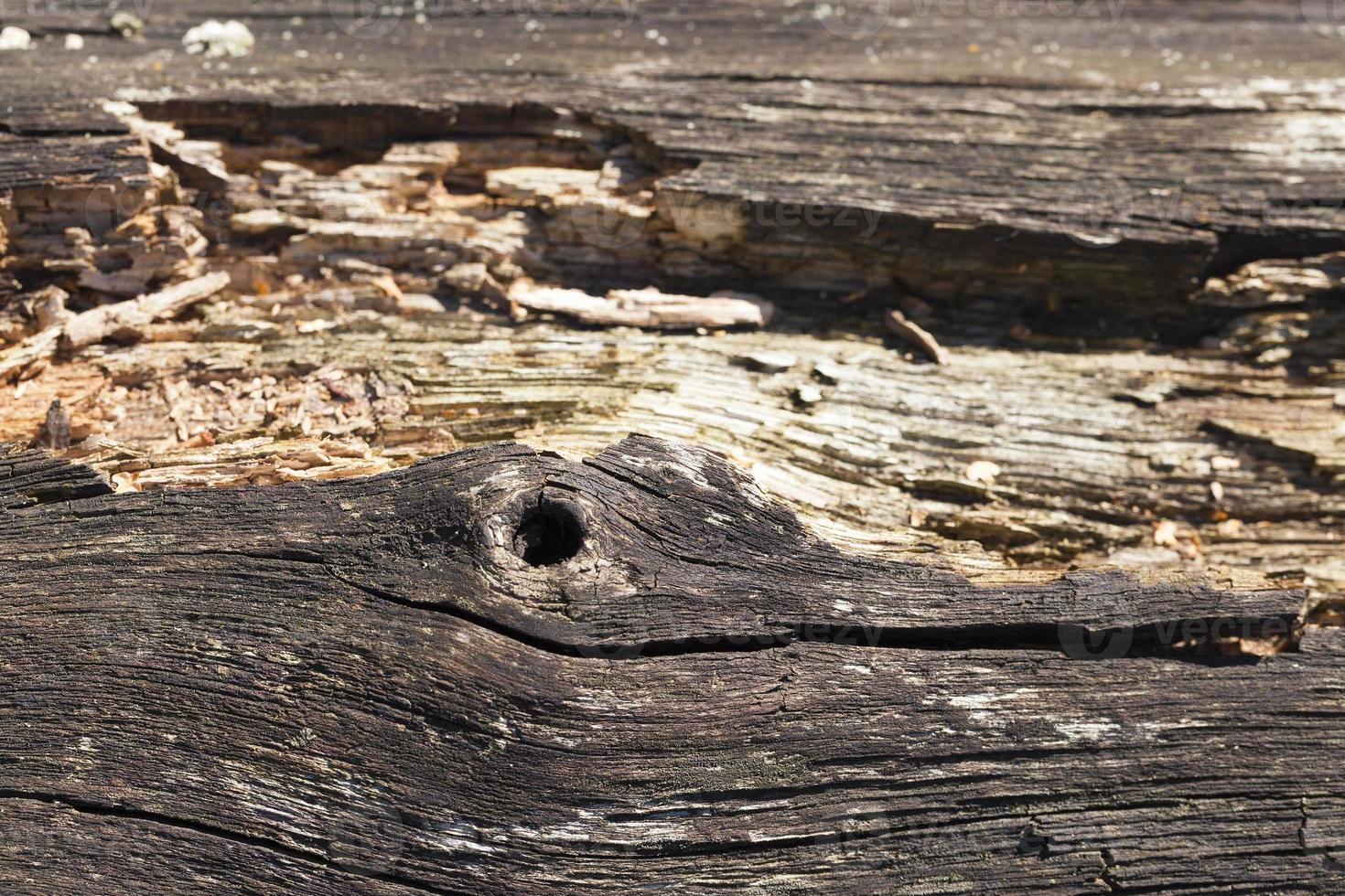 superficie di legno marcia, primo piano foto