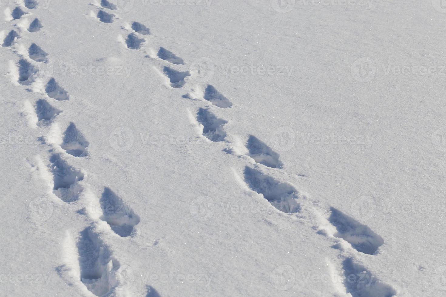 tracce di persone, primo piano foto