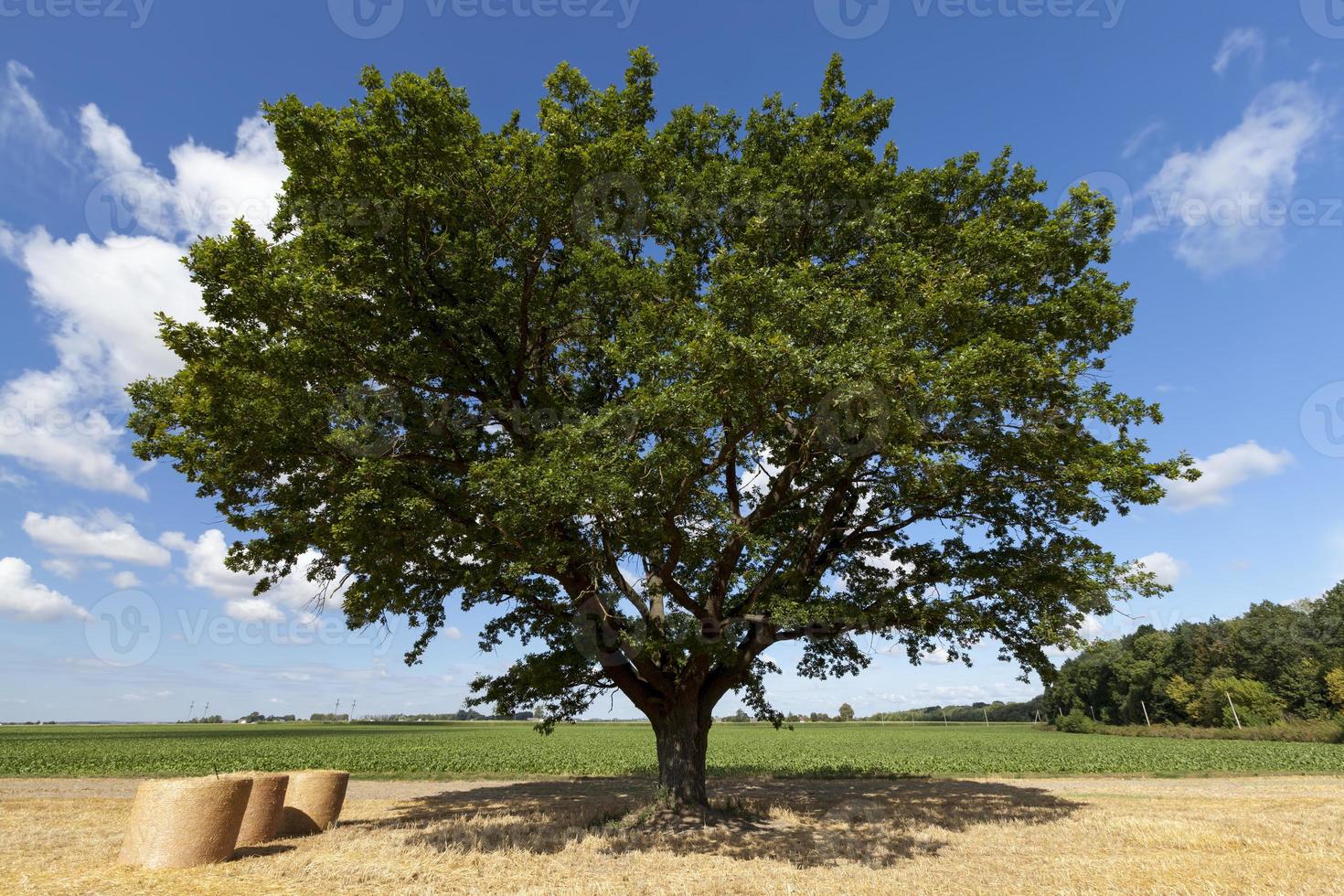 una quercia con fogliame verde in un campo agricolo foto