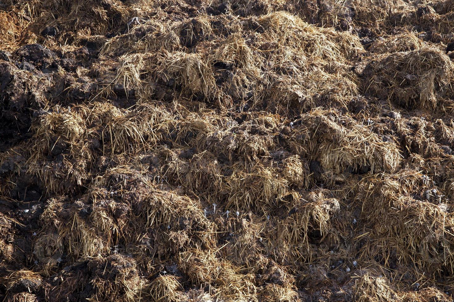 vengono sbarcati in un mucchio di letame foto