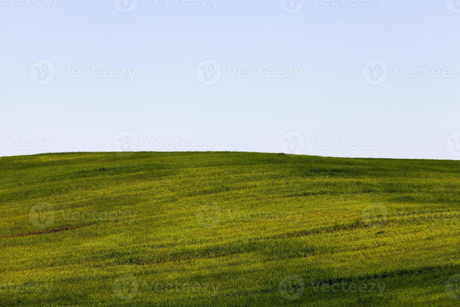 i cereali verdi sono immaturi in un campo agricolo foto