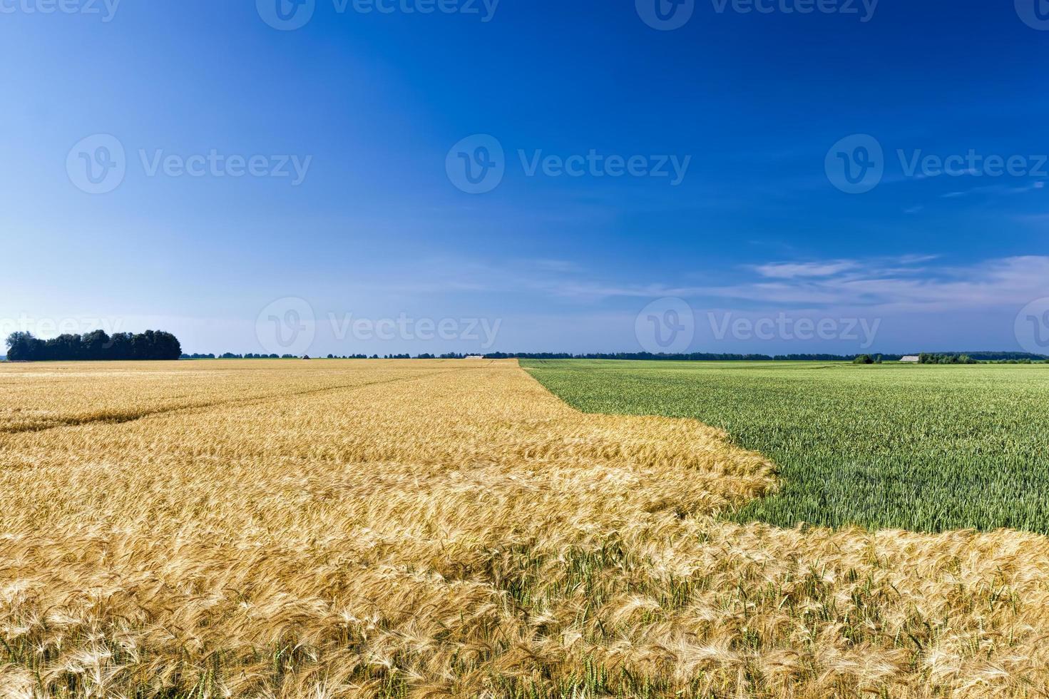 campo agricolo misto con diversi cereali foto