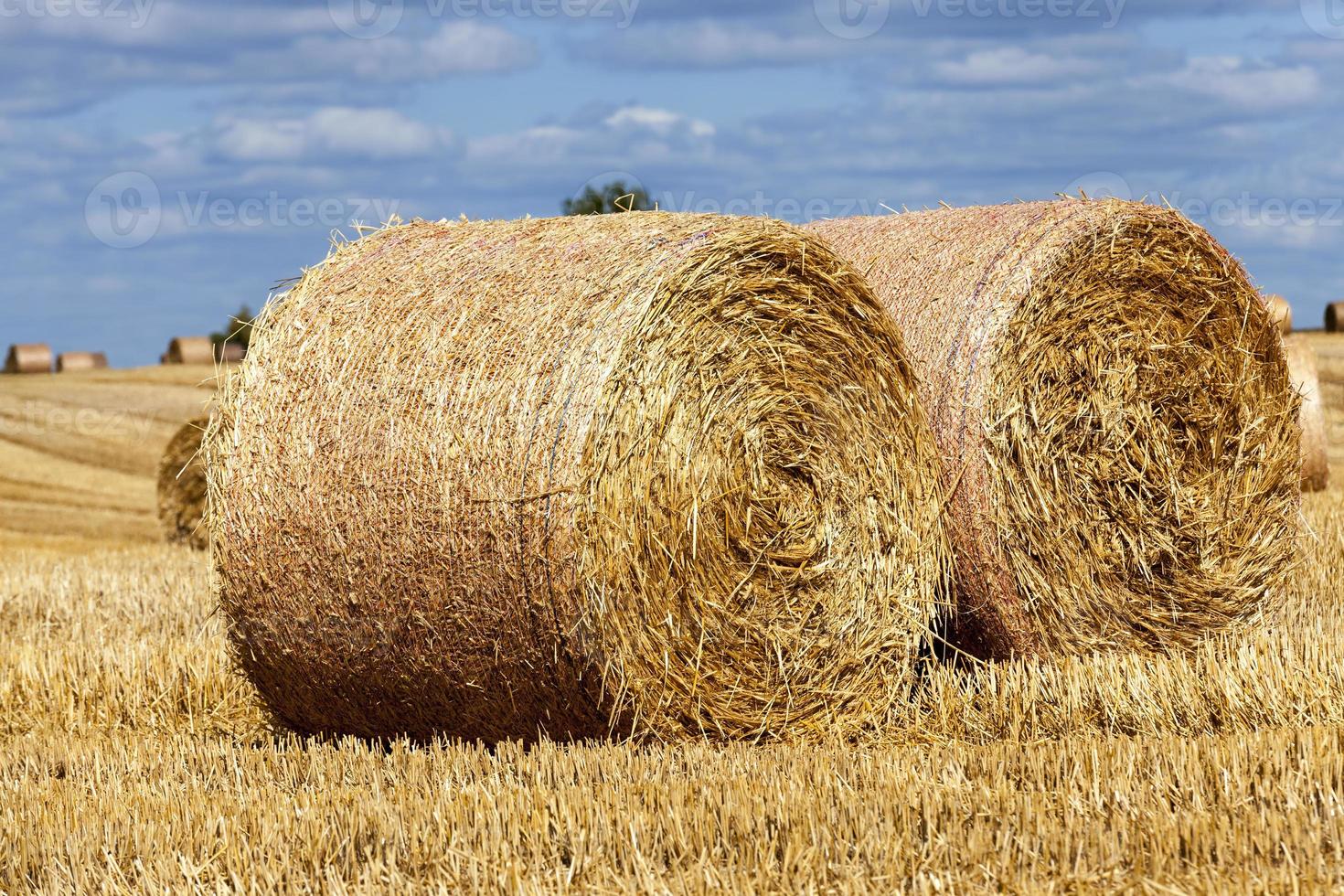 campo agricolo con pile di paglia di segale foto