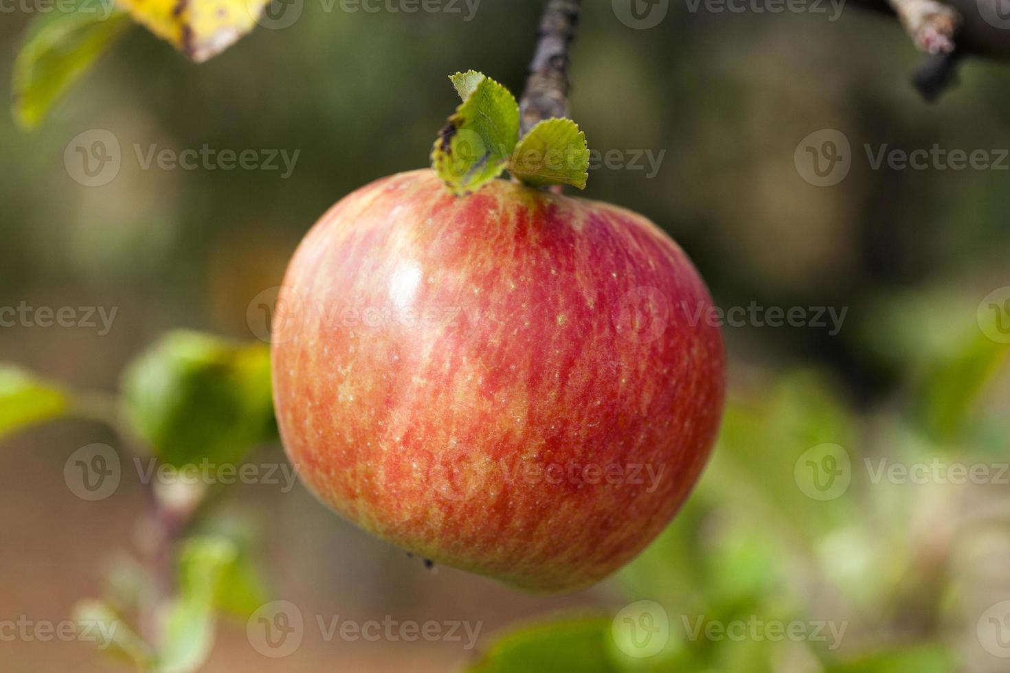 mela su un ramo foto