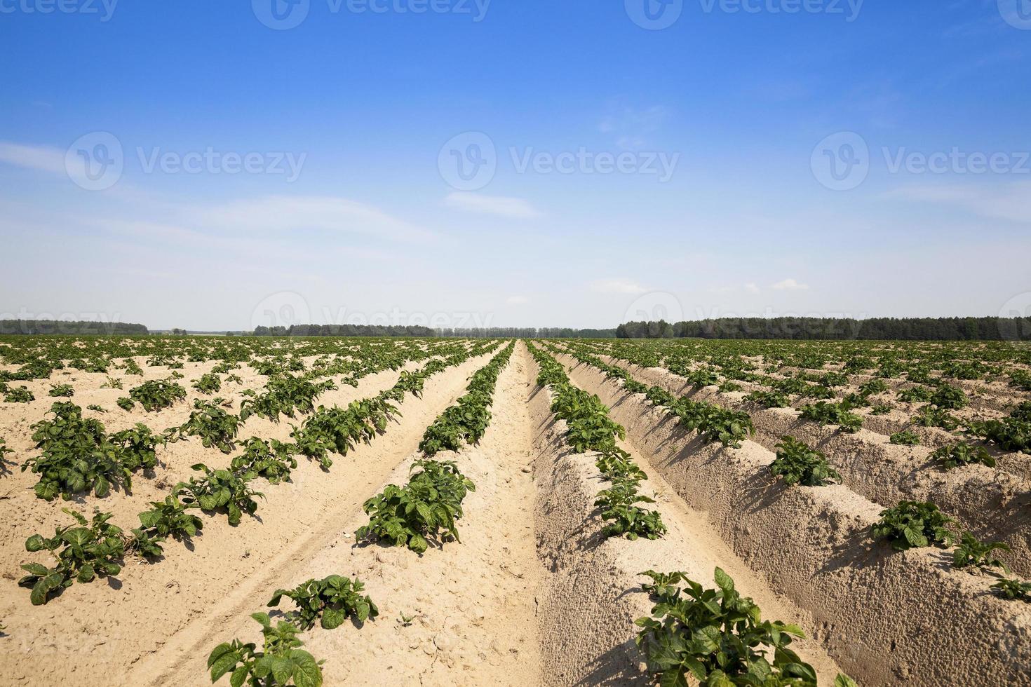 patate nel campo foto