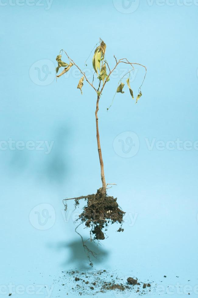pianta morta volante su sfondo blu. immagine astratta minimalista di una pianta secca. foto