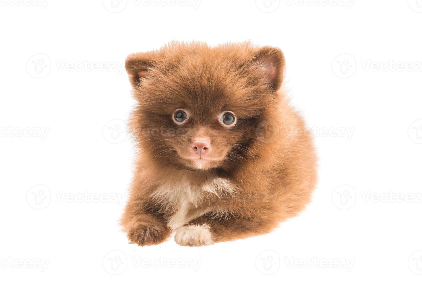 cucciolo di spitz di Pomerania su sfondo bianco foto